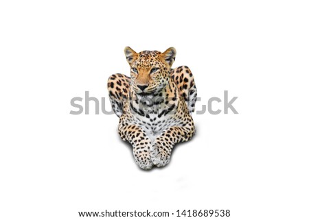 Leopard isolated on white background with clipping path
