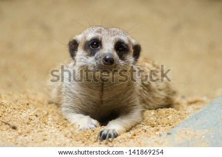 Meerkat is lying flat on the ground. His eyes staring at cute.