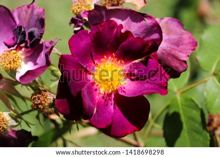 Red and purple rose flower. Background