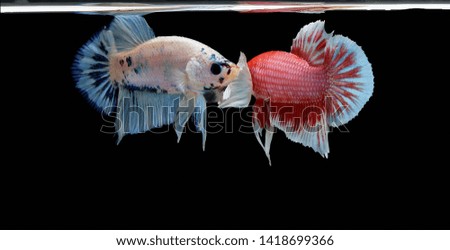 Siamese fighting fish, red fish, black background Betta splendens, Betta Fish, Halfmoon Betta.