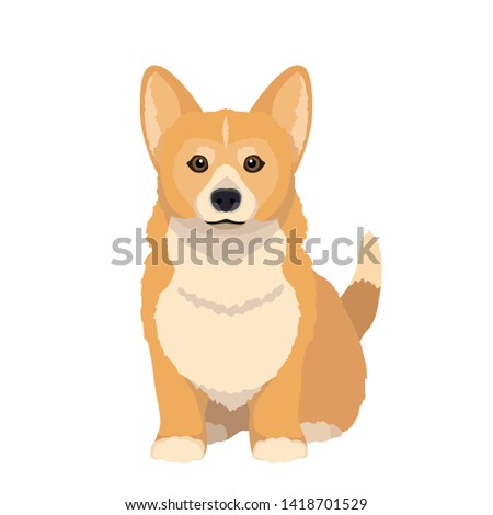 Cute cartoon pembroke welsh corgi vector illustration. Sitting dog isolated on white background.