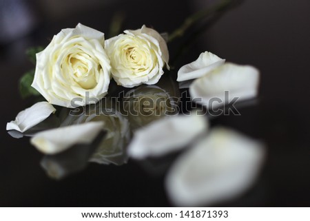 White rose flower reflect with background