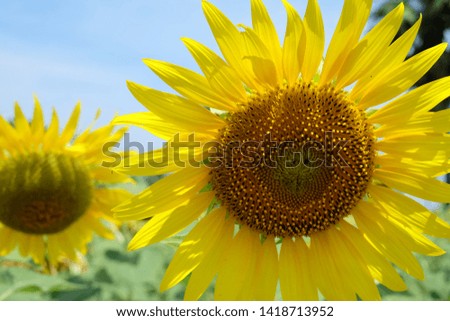 Sunflower field with blurred field and sky background 
