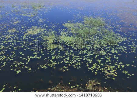 Duckweed on the water, closeup of photo