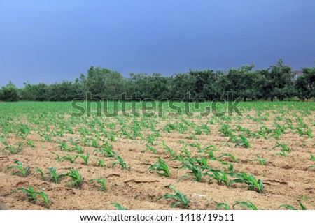 Corn plants in the fields