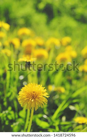 Dandelion blooming in the field