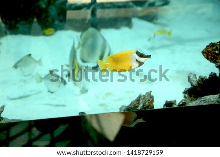 Aquarium, fish, fishes, sea, ocean, nature, animals, tropical, lagoon, reef, diving, coral fishes, underwater