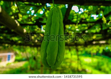 chayote is a plant of the pumpkin tribe which can be eaten with fruit and young shoots. This plant propagates on the ground or rather climbs and is usually cultivated in the yard. 