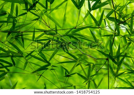 Fresh look of Thai bamboo leaves texture after raining