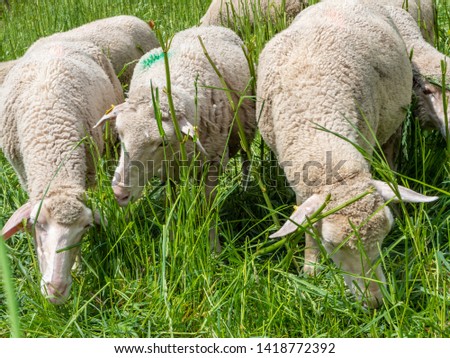 Sheep grazing in the pasture Green Gras
