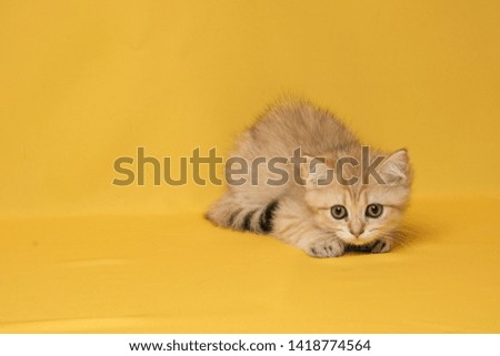 The British Shorthair Cat in room