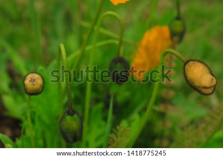 Macro photo of nature yellow bud flower poppy. Background blooming poppy flowers with a closed bud. Poppy grows in the ground.