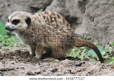 meerkat animal in the nature looking around