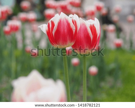 Beautiful white pink tulip garden