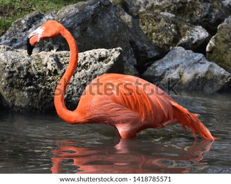 Close up profile of Pink flamingo standing on water. Horizontal view with water and rocks in background