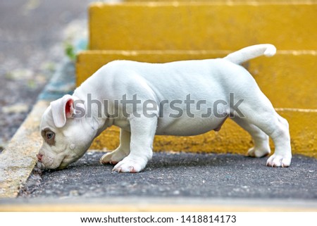 A cute puppy is playing on the steps. Concept of the first steps of life, animals, a new generation. Puppy American Bully.