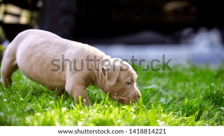 Cute puppy playing on the grass on the background of the car. Concept of the first steps of life, animals, a new generation. Puppy American Bull.