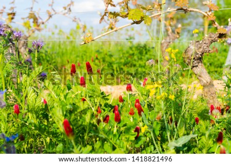 Crimson Clover (Trifolium incarnatum) blossom between vines organic viticulture in rheinhessen in spring