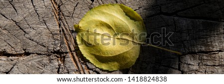 fallen leaf of an apple tree lies on a stump, the autumn season. Web banner for your design.