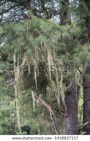Usnea longissima (Dolichousnea longissima), Usnea is a genus of mostly pale grayish-green fruticose lichens that grow like leafless mini-shrubs or tassels anchored on bark or twigs. 