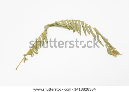 Dry leaves and white background.