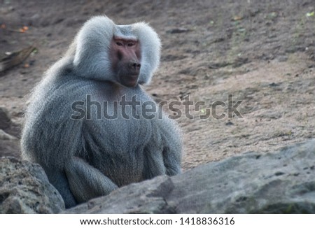 Baboon Sitting Watching And Staring