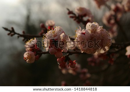 Beautifull Apricot blooming tree with fresh pink flowers in the sun light