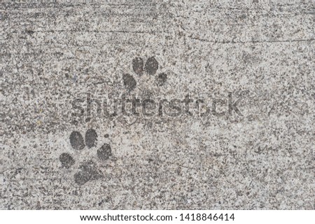 Top view of  Dog footprint on the concrete road surface.