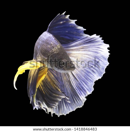 The movement of Siamese fighting fish, Betta fish, Red and white Betta splendens isolated on black background.