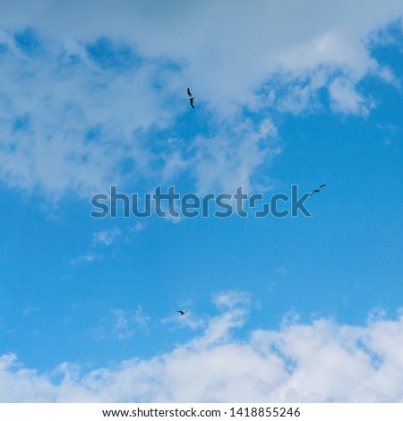 white clouds in the blue sky on a Sunny summer day flying seagulls square picture
