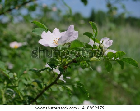 Flowering shrubs of the wild rose (Rosa canina L.) along field roads