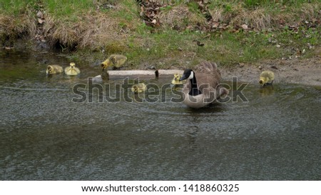 Mother goose and her goslings  under the protection of her wings and swimming together a picture of parenting.