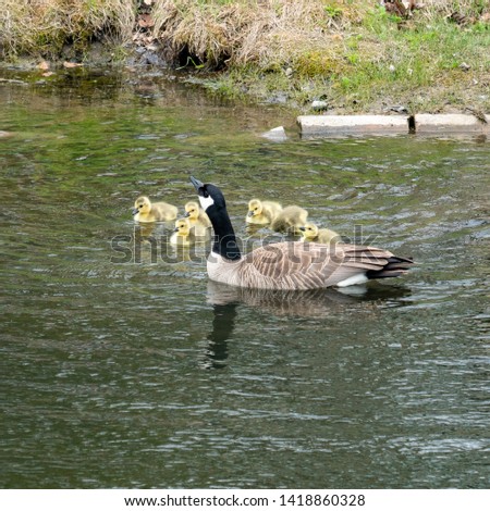 Mother goose and her goslings  under the protection of her wings and swimming together a picture of parenting.