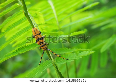 Yellow long horn beetle eating bark texture tissue of the edible green plant in the farm or in the garden; bug or animal life found in Asia and Thailand. The picture is suitable for book, article, etc