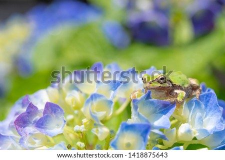 Hydrangea and frog in early summer