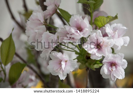 Cherry tree in the flowering stage