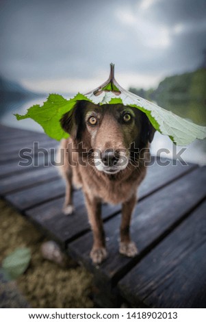 Dogs with natural cap. Funny dog photo. Mixed breed dogs in beautiful landscapes.