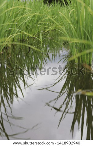 Scenery with the seedling of the rice