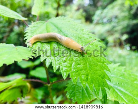 Banana slug chilling on a leaf