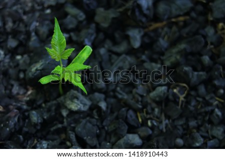 sprouts on the coals after the fire. rebirth of nature after the fire. Royalty-Free Stock Photo #1418910443