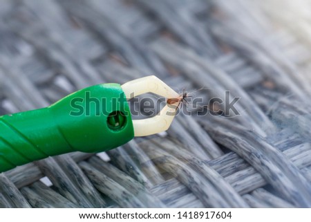 Tick removed from animal with a special tool. Macro shot of an ixodidae which will spread the tick borne encephalitis (TBE) disease Royalty-Free Stock Photo #1418917604