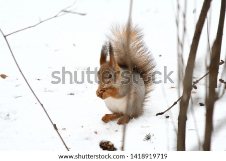 Squirrel eating while sitting in snow