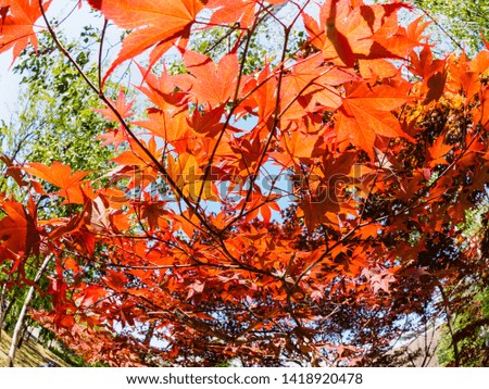 Japanese maple tree. Red leaves of the maple glow in the rays of the sun. Fisheye image