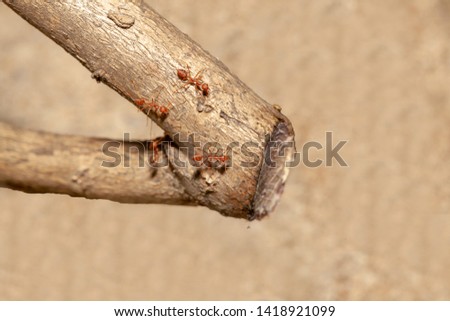 Close up crowd red ant on brown stick tree in nature at thailand