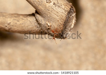 Close up red ant on brown stick tree in nature at thailand