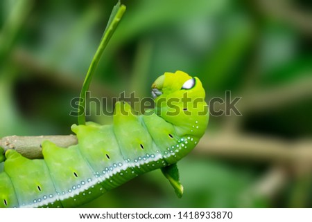 Green caterpillar on tree ,background