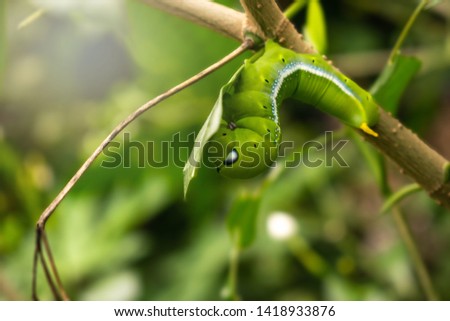 Green caterpillar on tree ,background