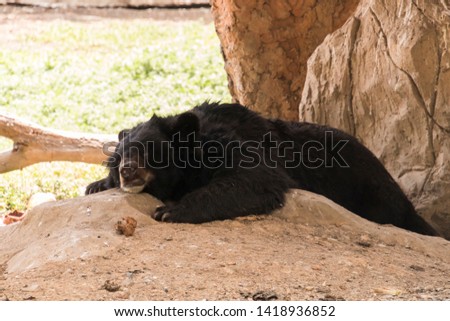 Buffalo bear in the zoo