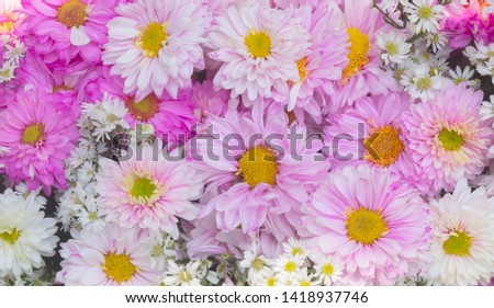 Chrysanthemums flowers background blooming on beautiful fresh pink flowers bouquet and fern leaves
