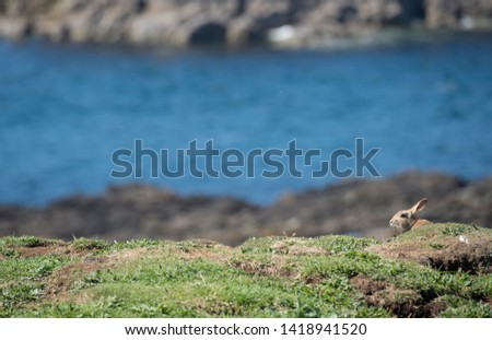 Isle of Staffa on the West Coast of Scotland